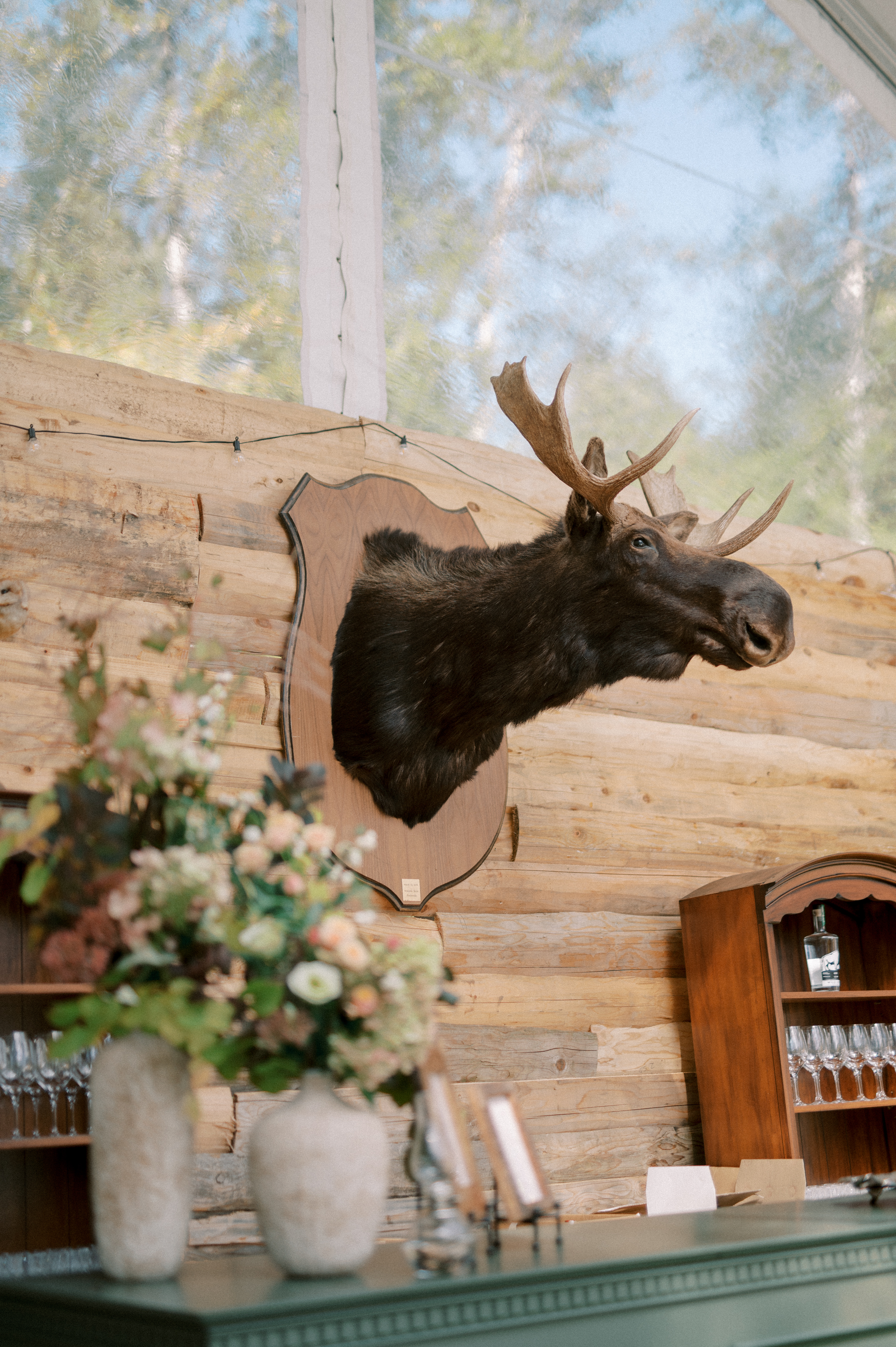 Mounted Moose Head